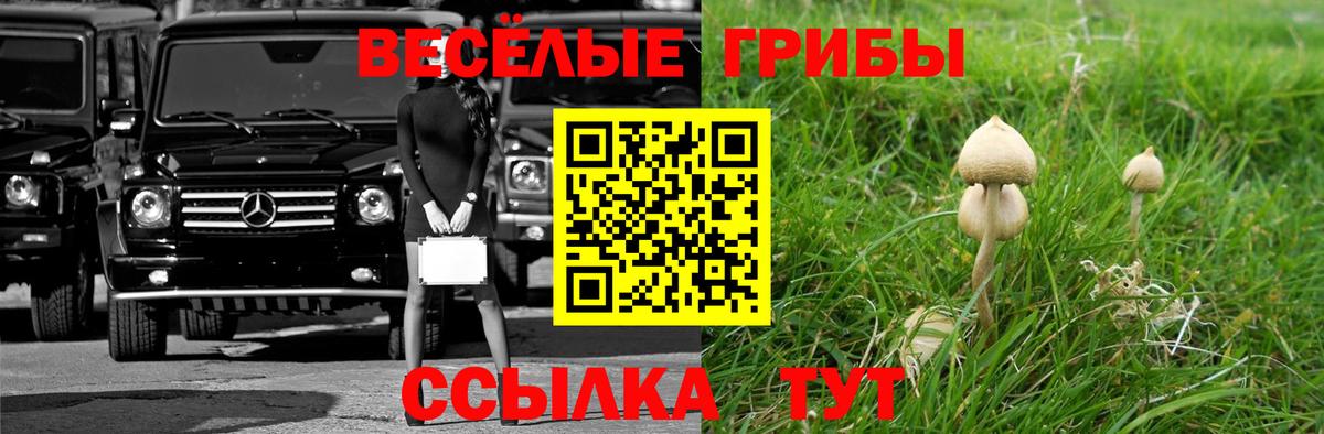 Псилоцибиновые грибы Psilocybe  Вход с VPN  Советск 